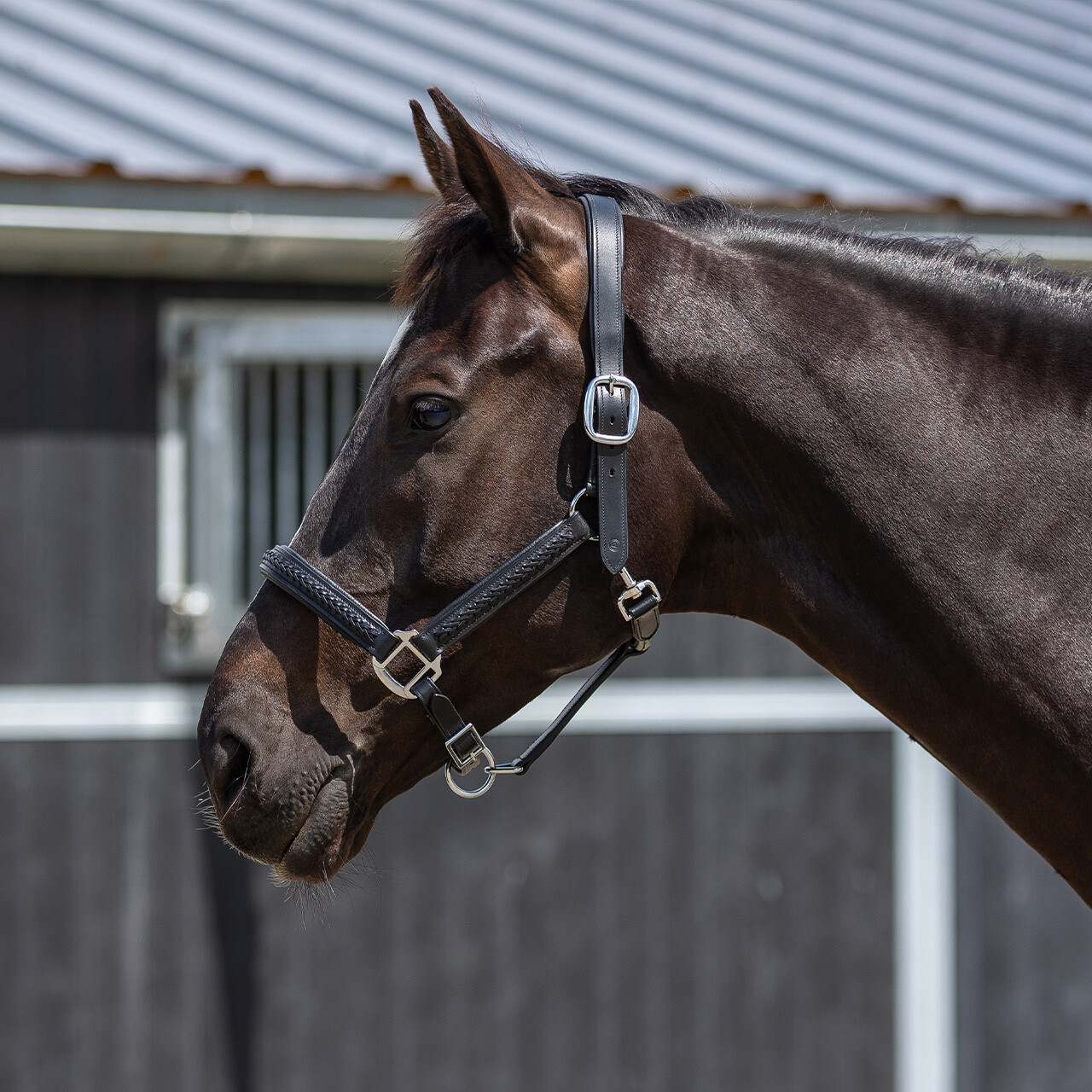 Head collar leather Jayze