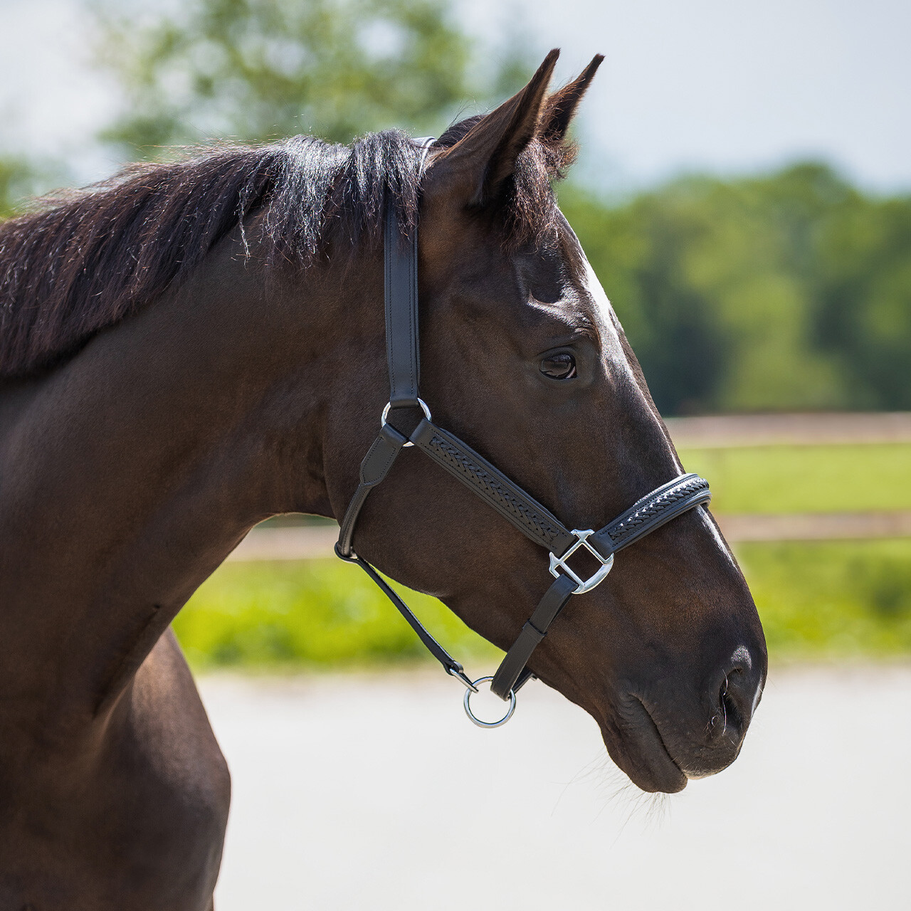 Head collar leather Jayze