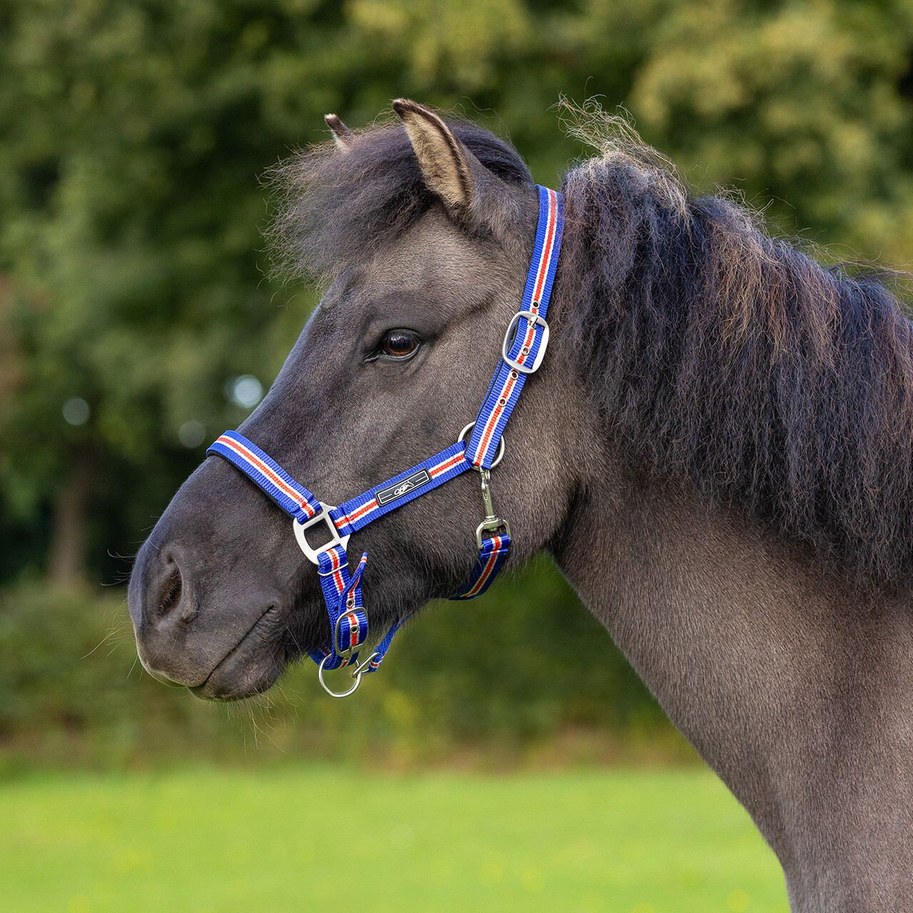 Head collar Icelandic
