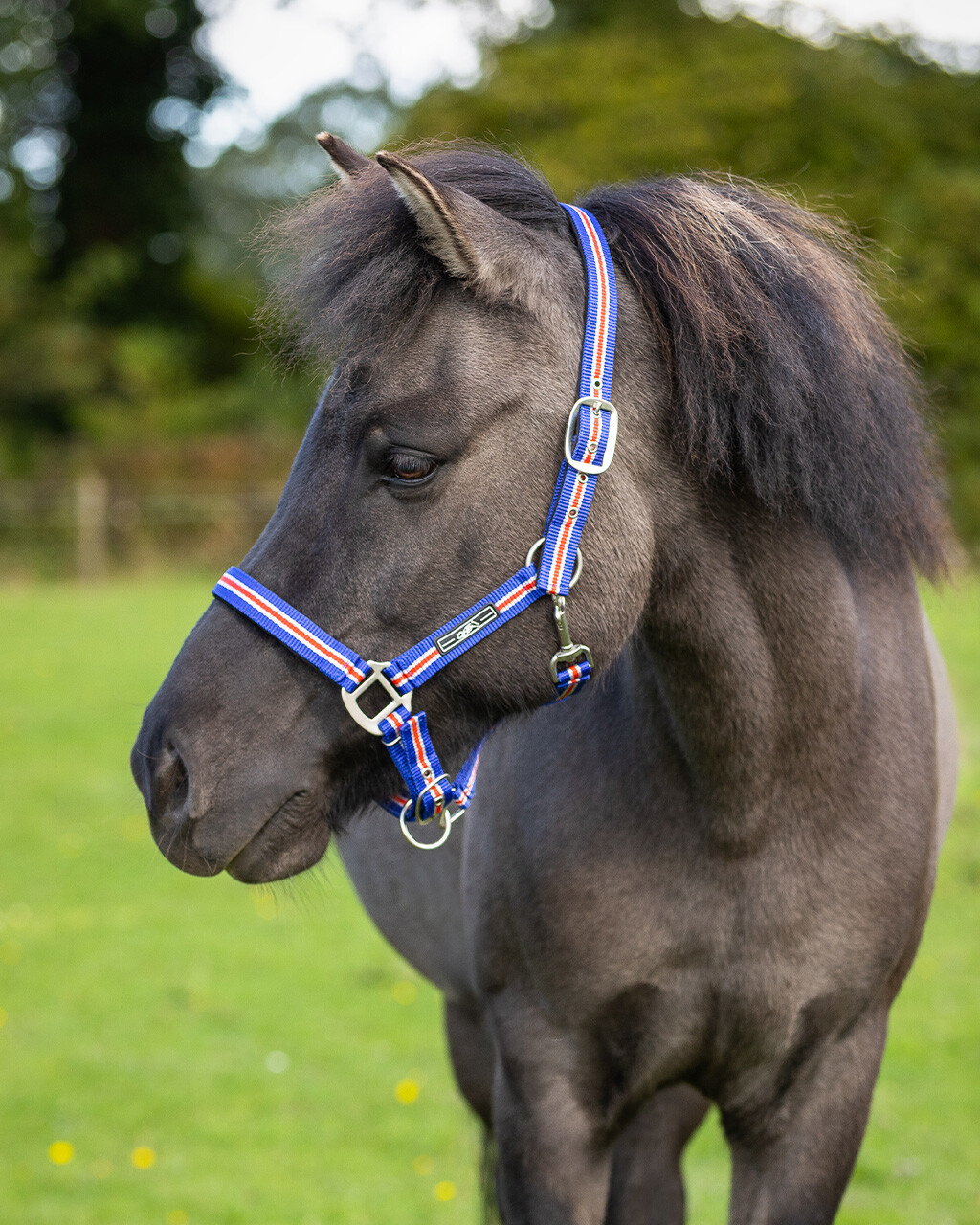 Head collar Icelandic