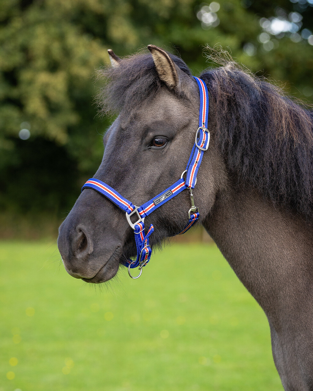 Head collar Icelandic