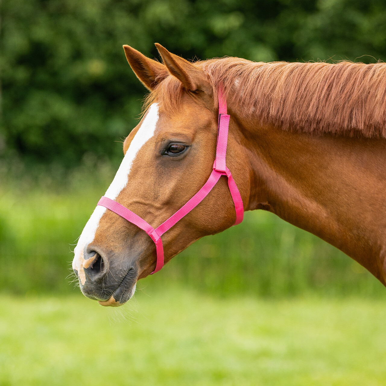 Field head collar