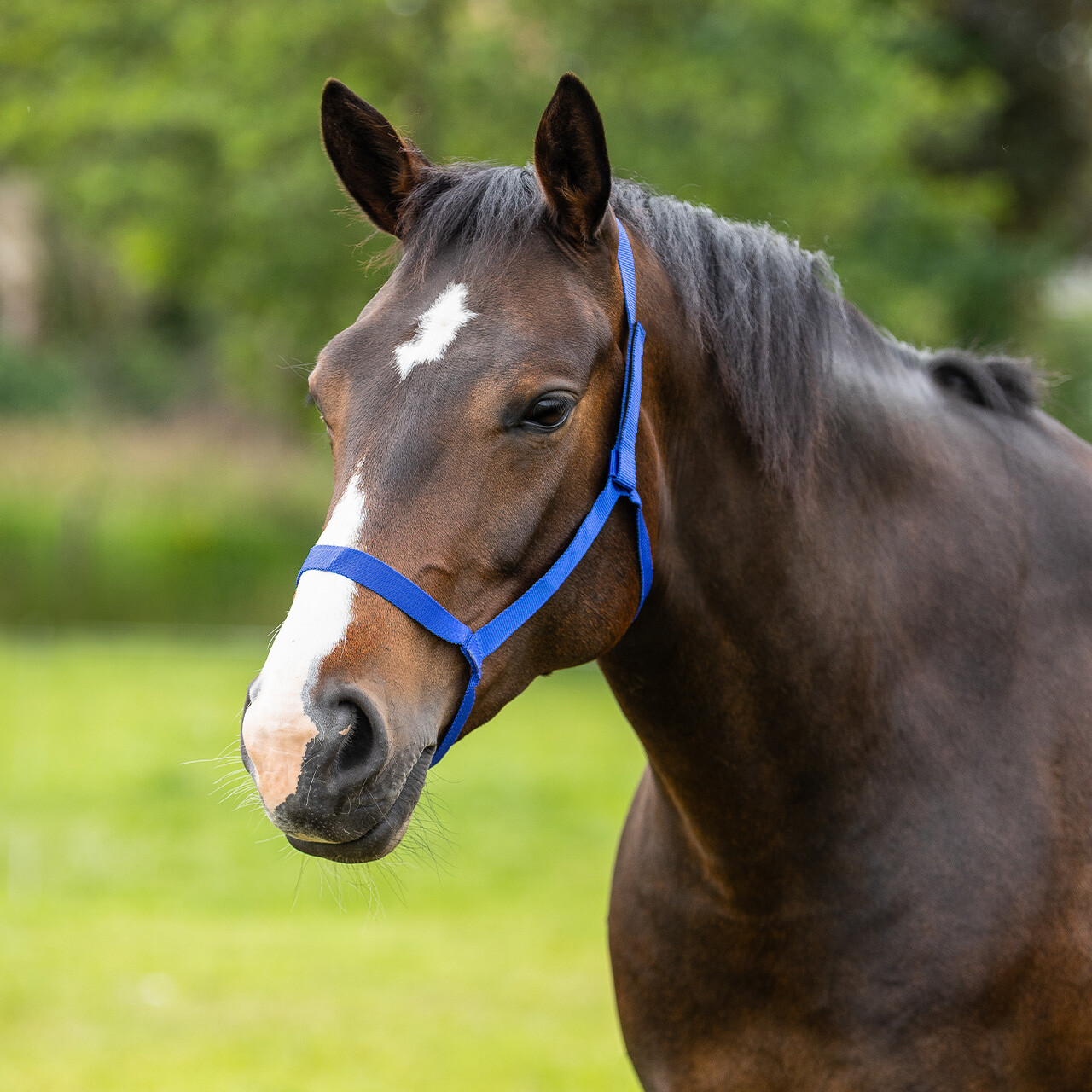 Field head collar