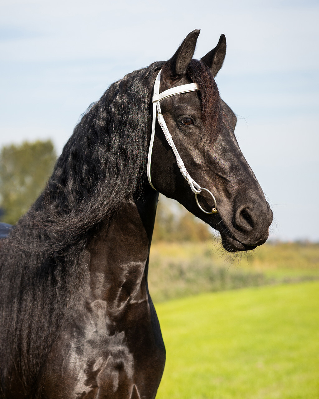 Show bridle