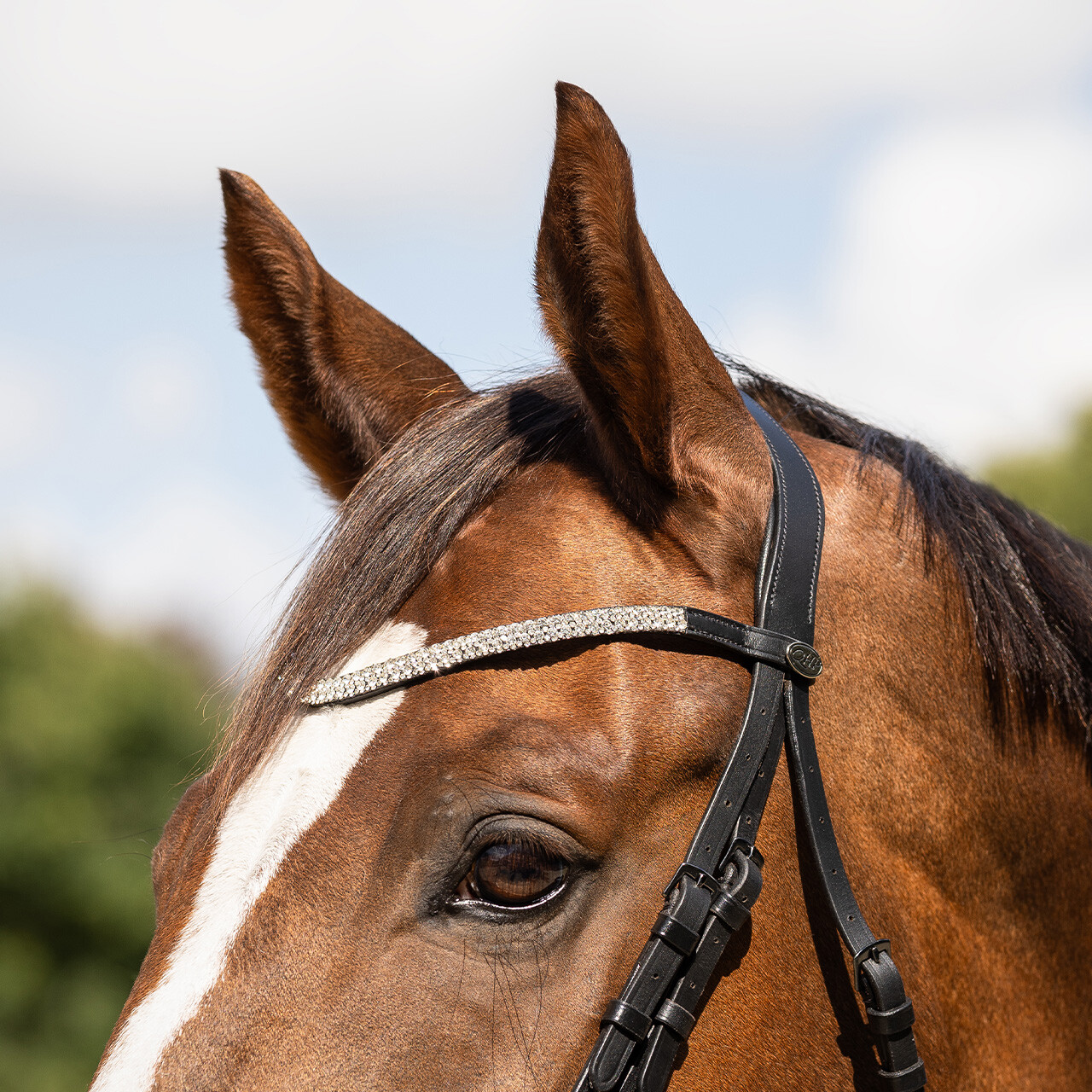 Browband Verbena