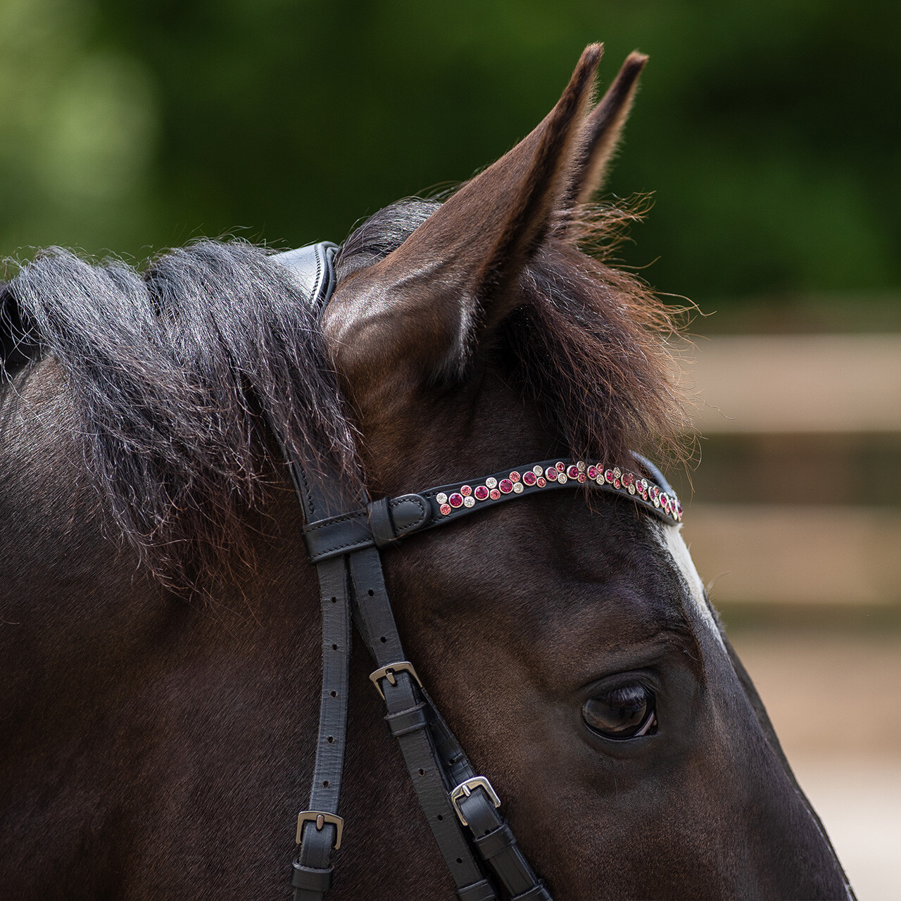 Browband Aelinn