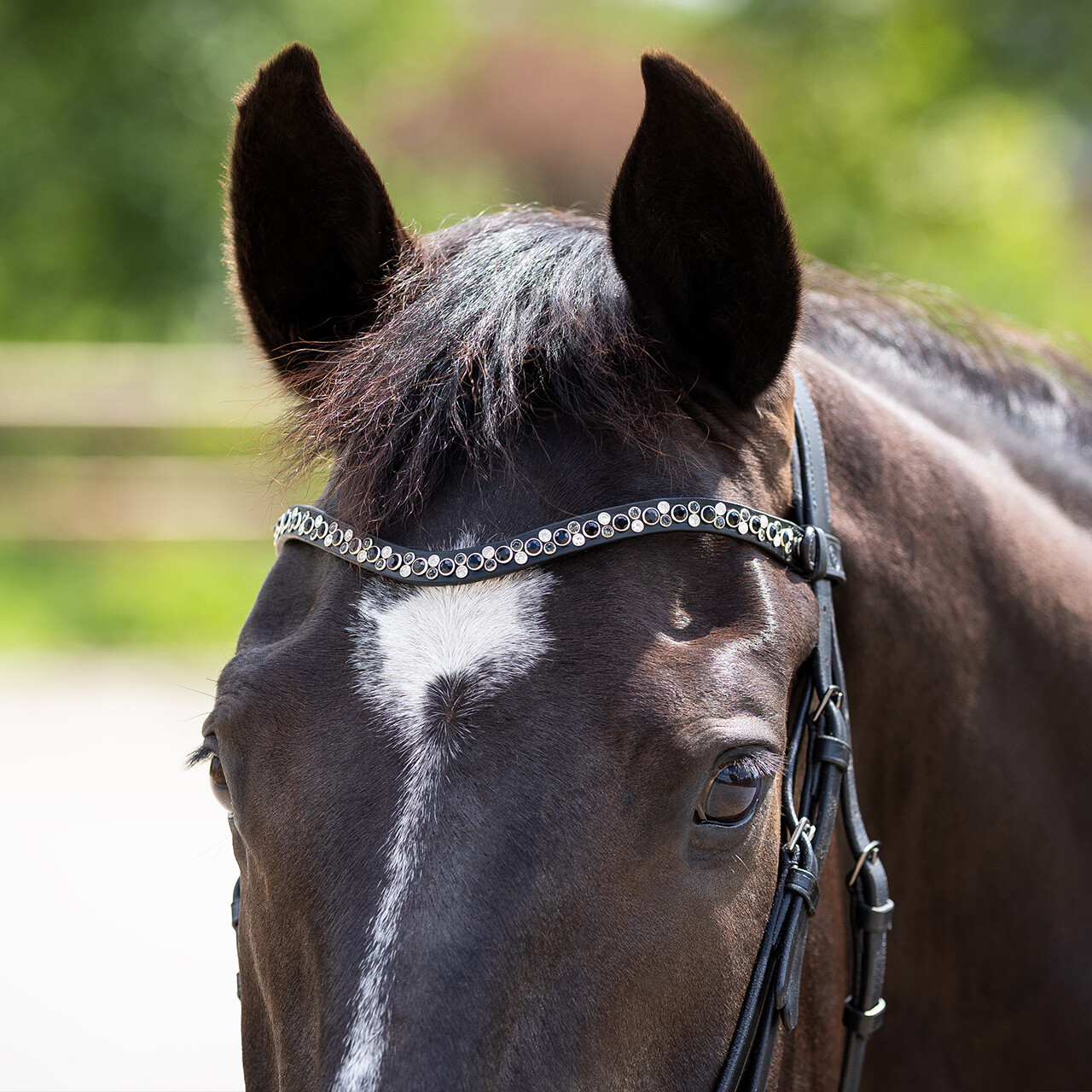 Browband Aelinn