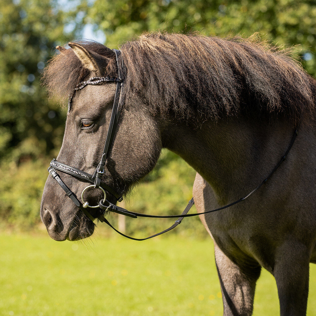 Bridle Icelandic Frosti incl. reins