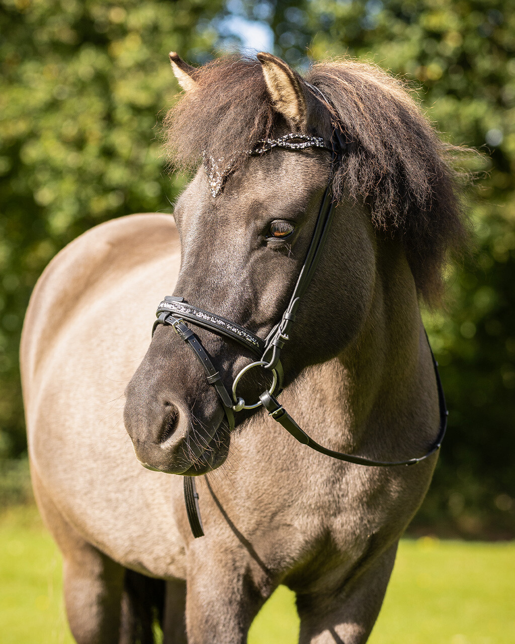 Bridle Icelandic Frosti incl. reins