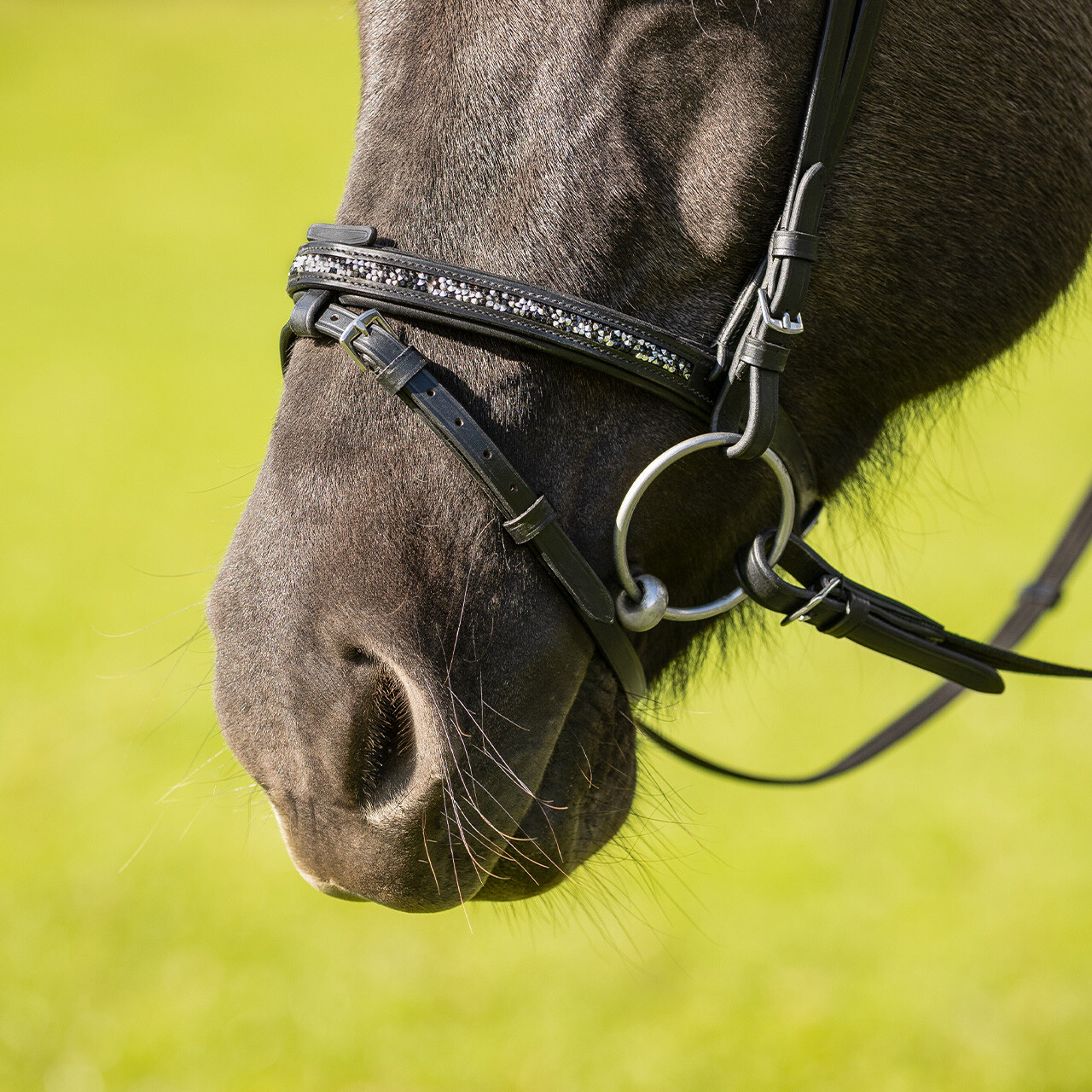 Bridle Icelandic Frosti incl. reins