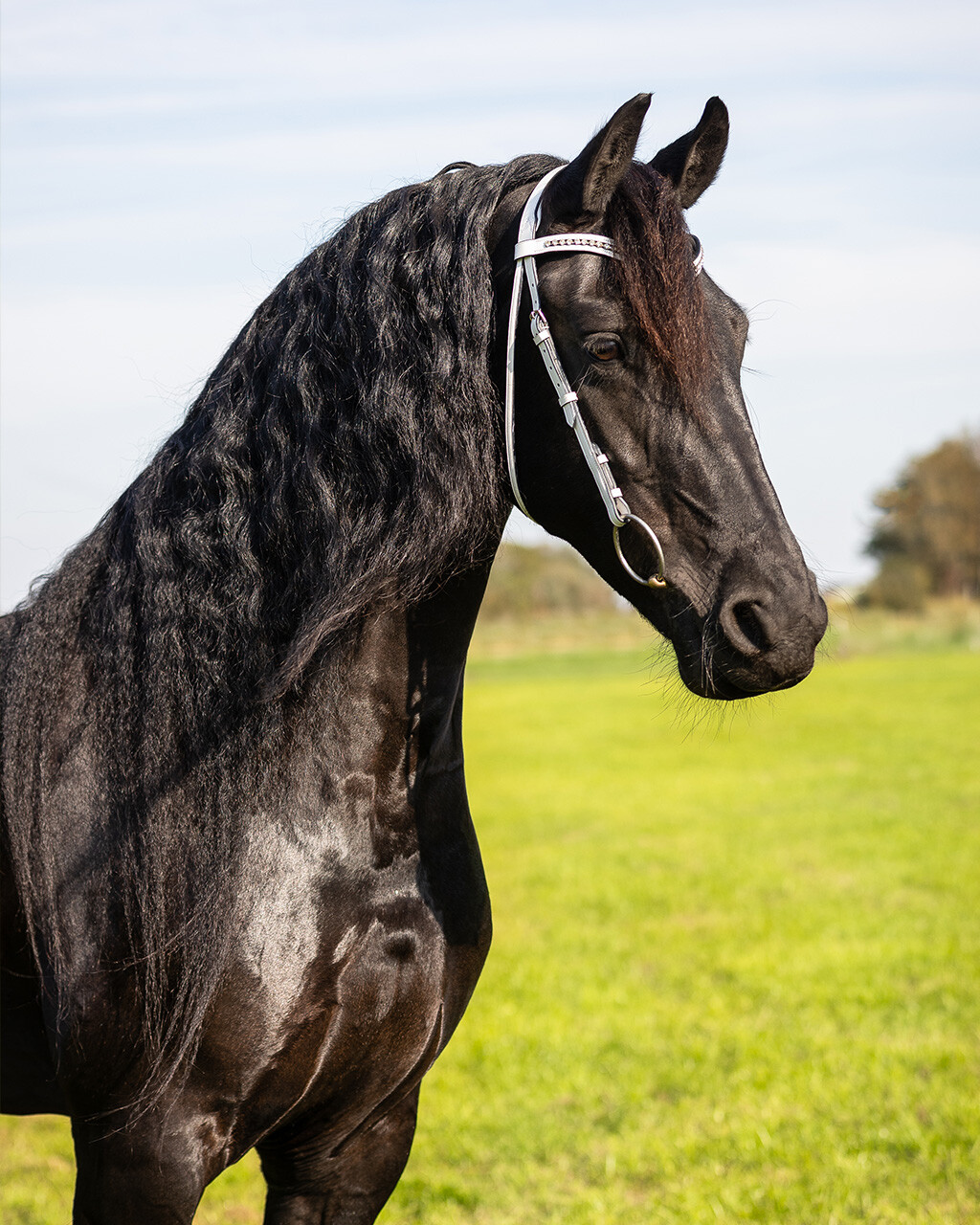 Show bridle Luxe