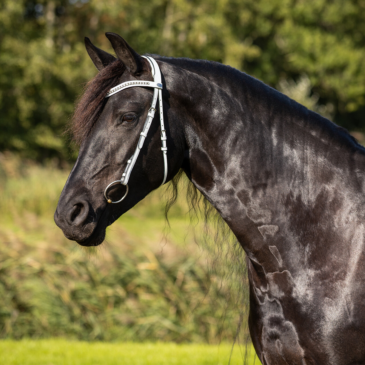 Show bridle Luxe