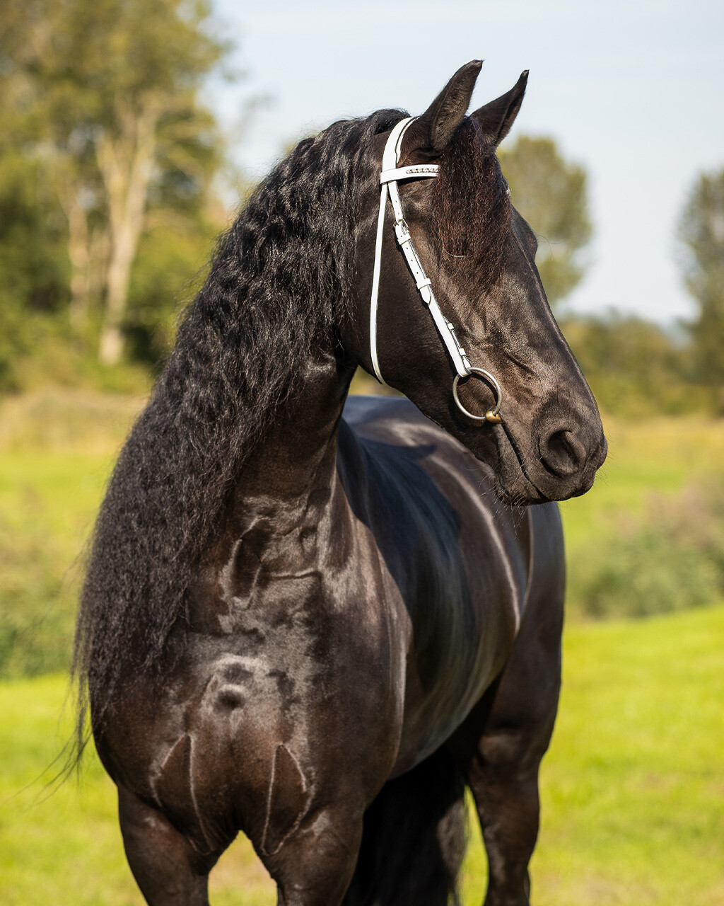 Show bridle Luxe