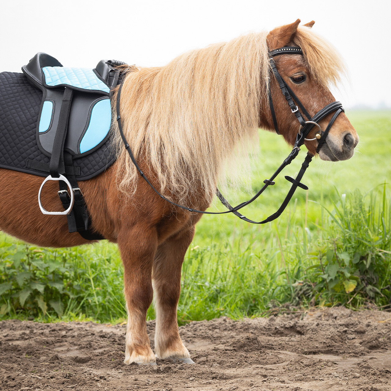 Shetland saddle