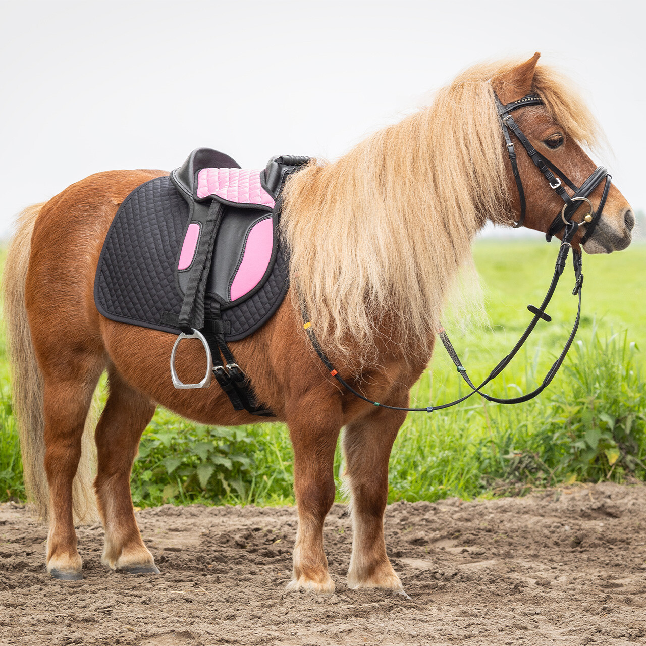 Shetland saddle