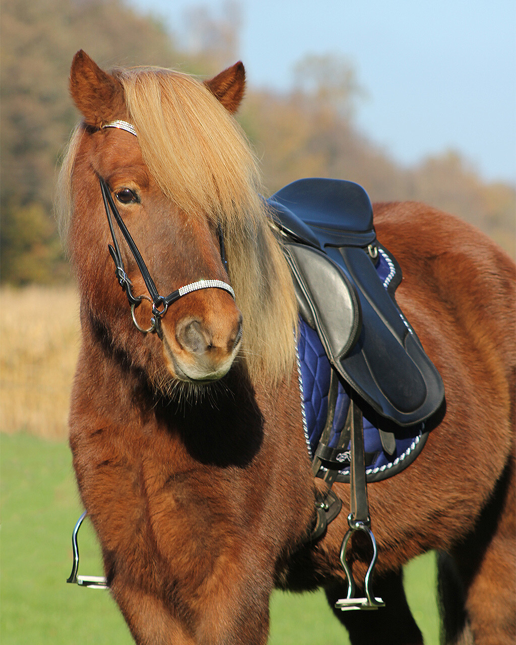 Saddle pad Icelandic QHP Everything for horse and rider