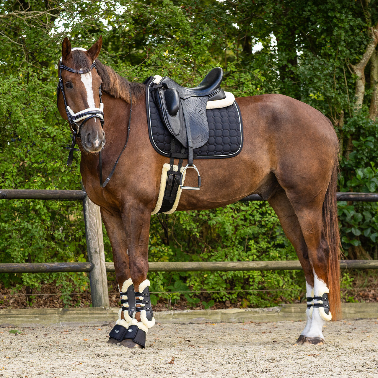 Dressage girth Ontario