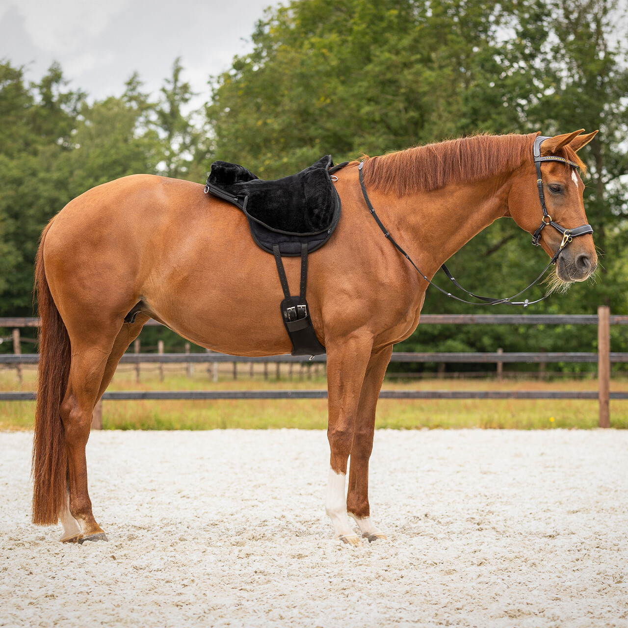 Bareback pad super soft