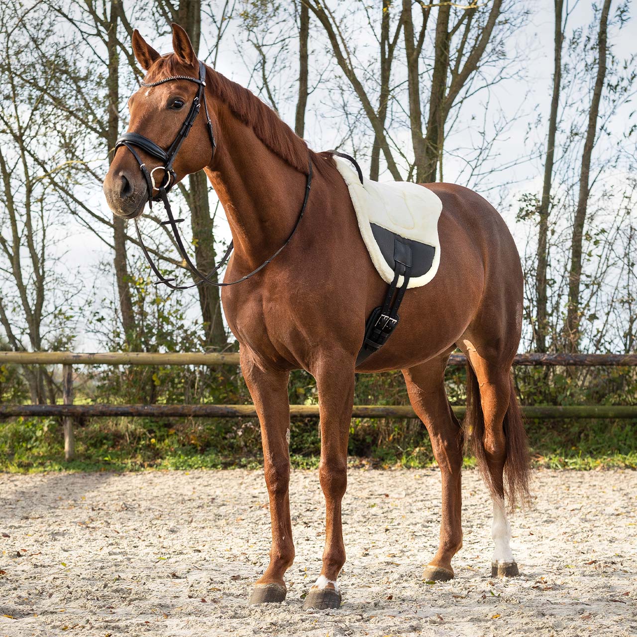 Bareback pad Ontario