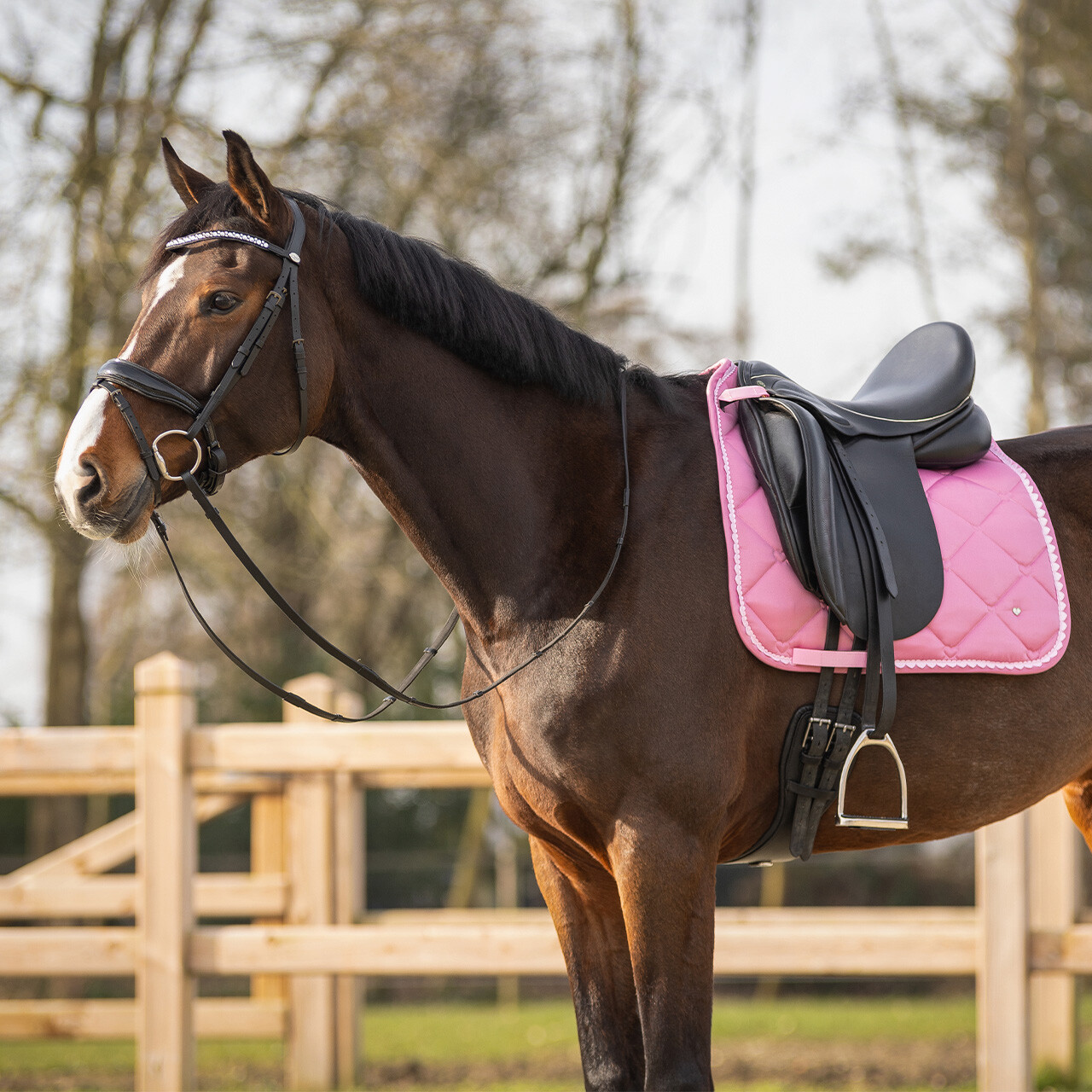 Saddle pad Lyvia