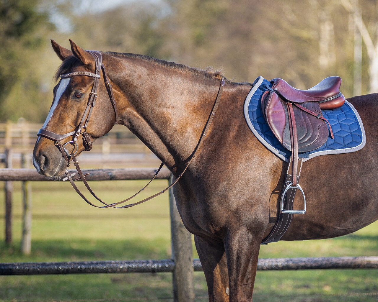 Saddle pad Avyra