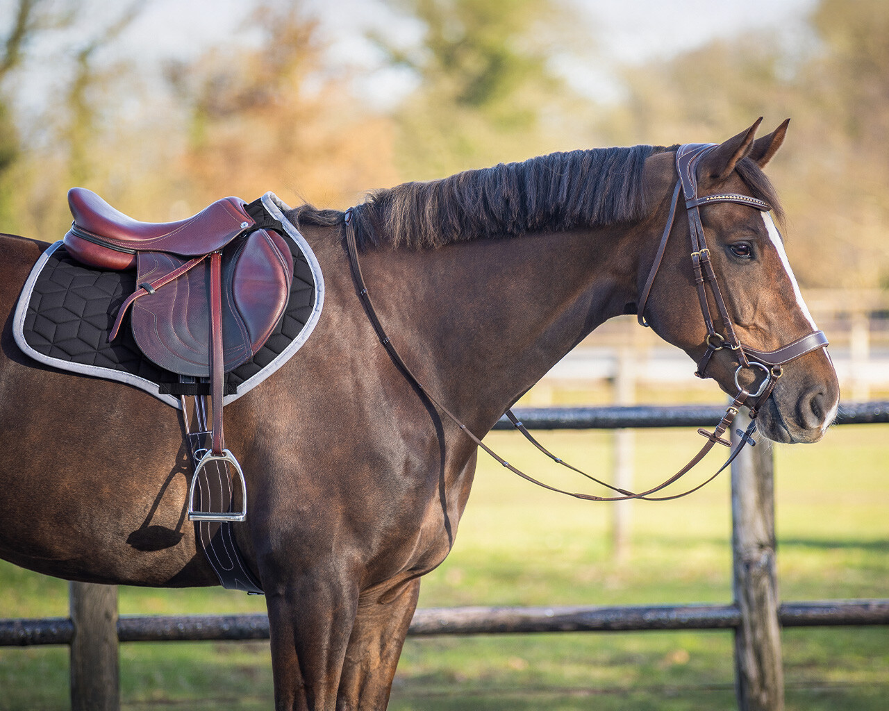 Saddle pad Avyra