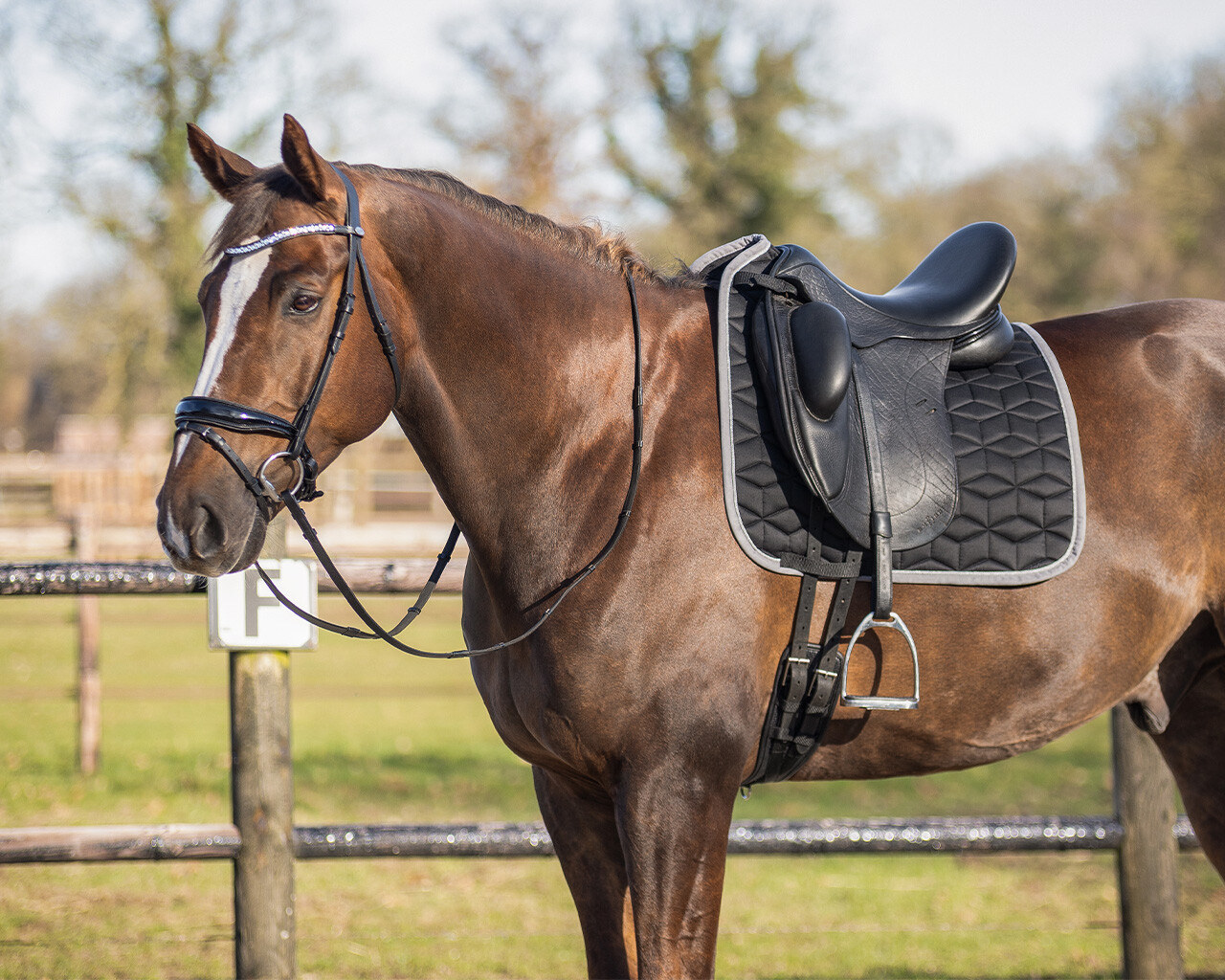 Saddle pad Avyra