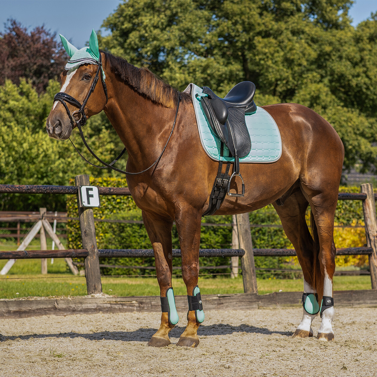 Tendon boots