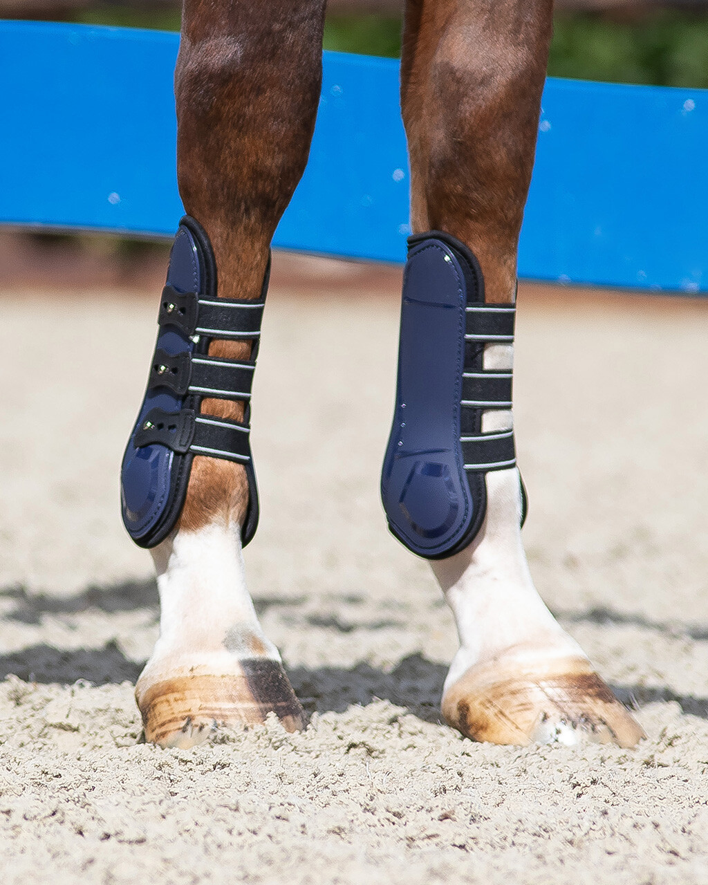 Tendon boots Champion | QHP - Everything for horse and rider