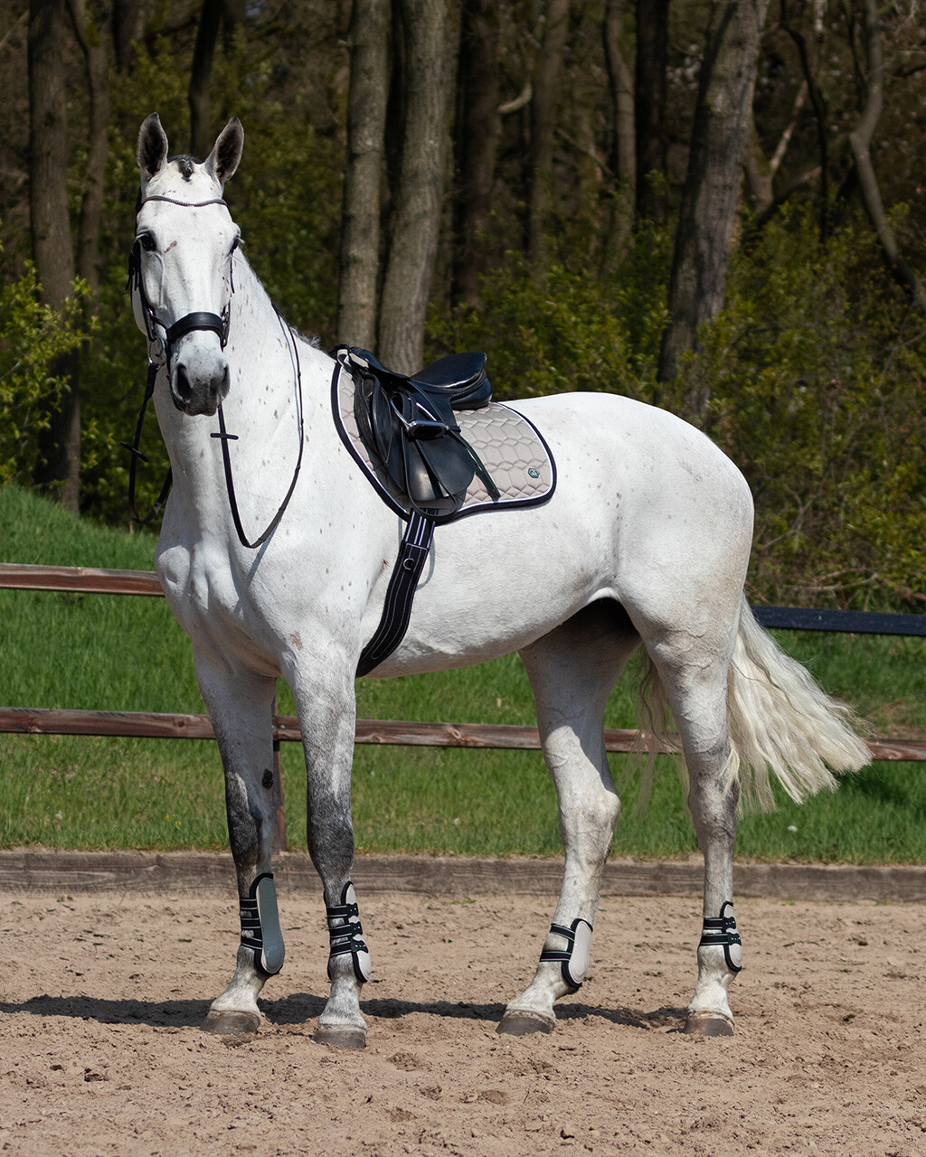 Fetlock boots Champion
