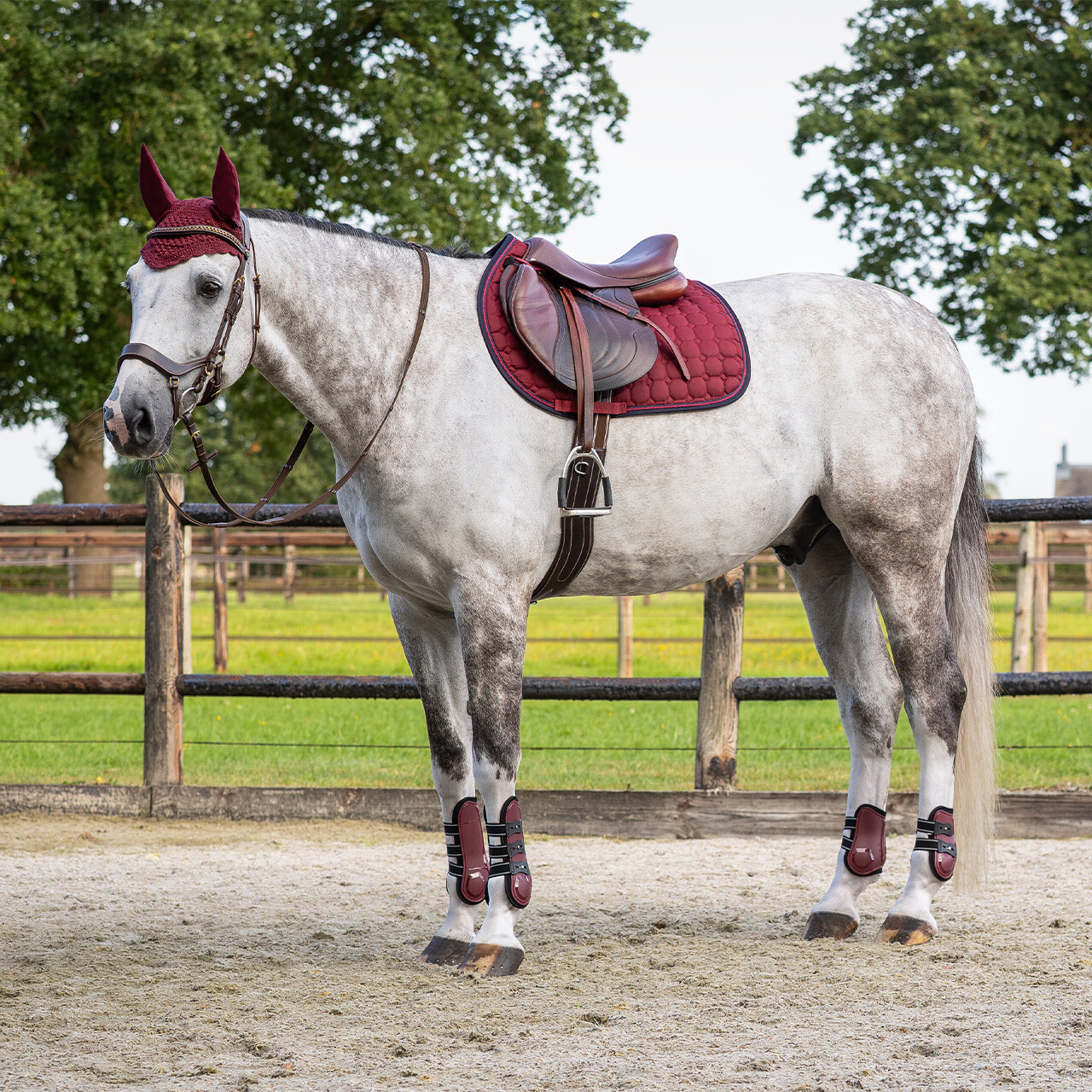 Fetlock boots Champion