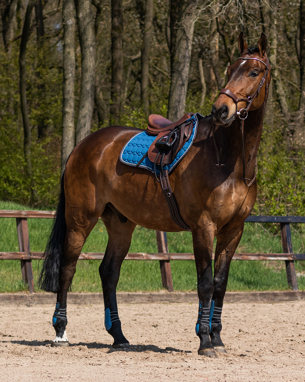 Fetlock boots Champion
