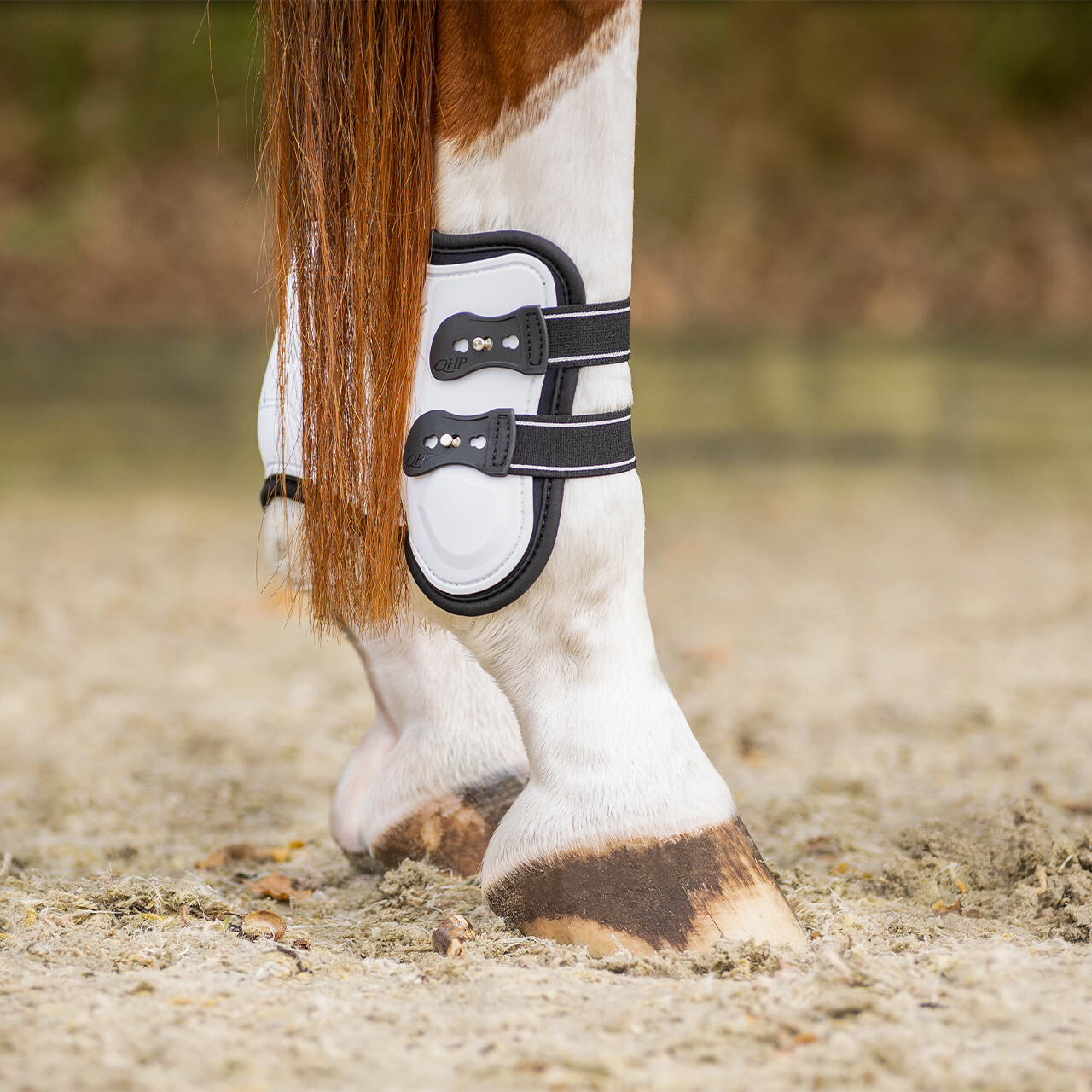 Fetlock boots Champion
