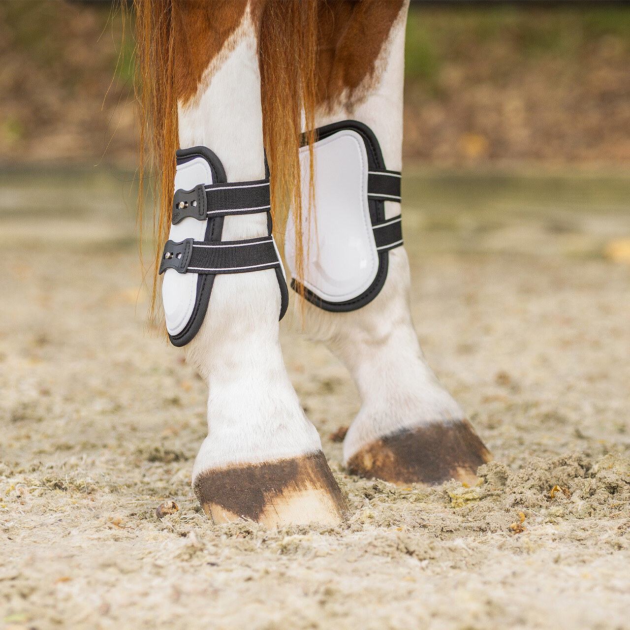 Fetlock boots Champion