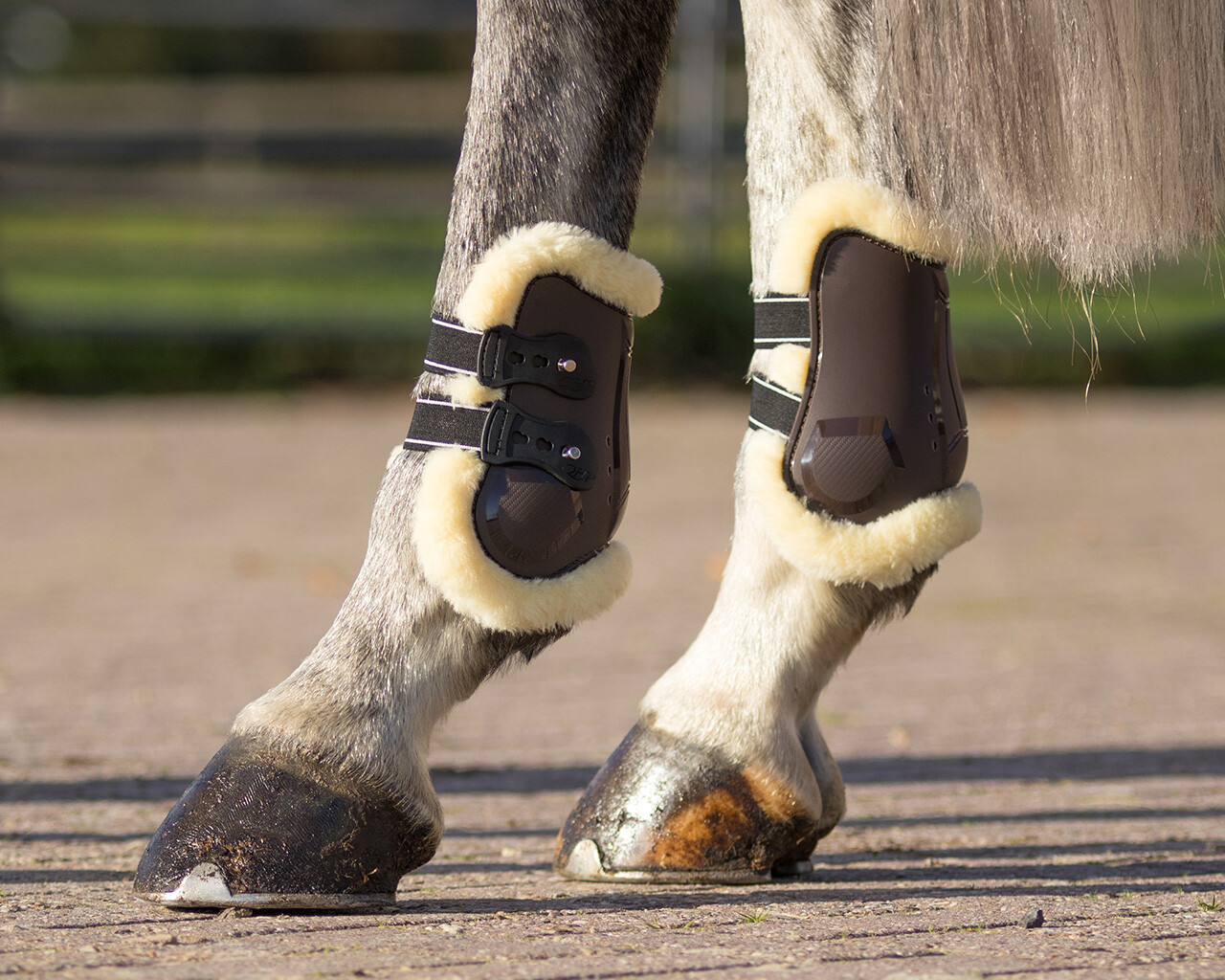 Fetlock boots Ontario