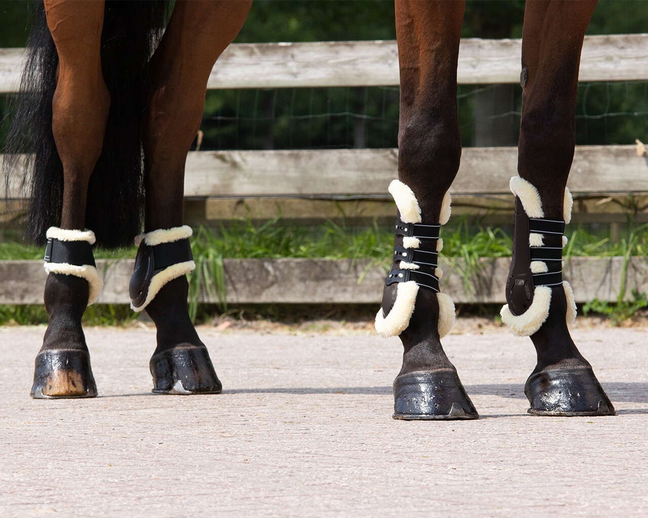 Fetlock boots Tario