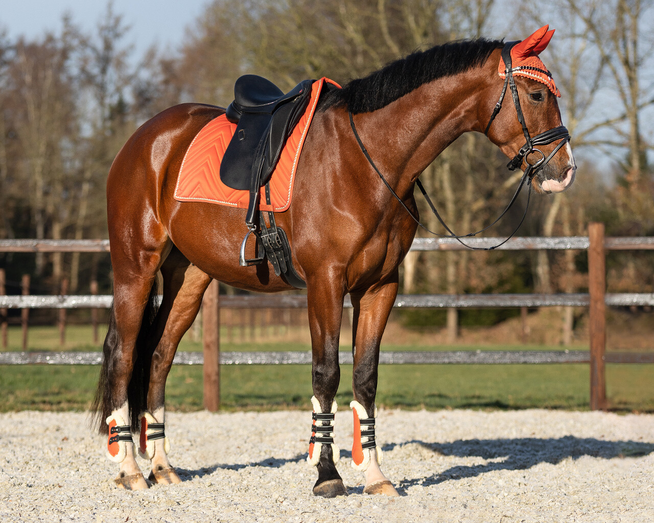 Fetlock boots Menton