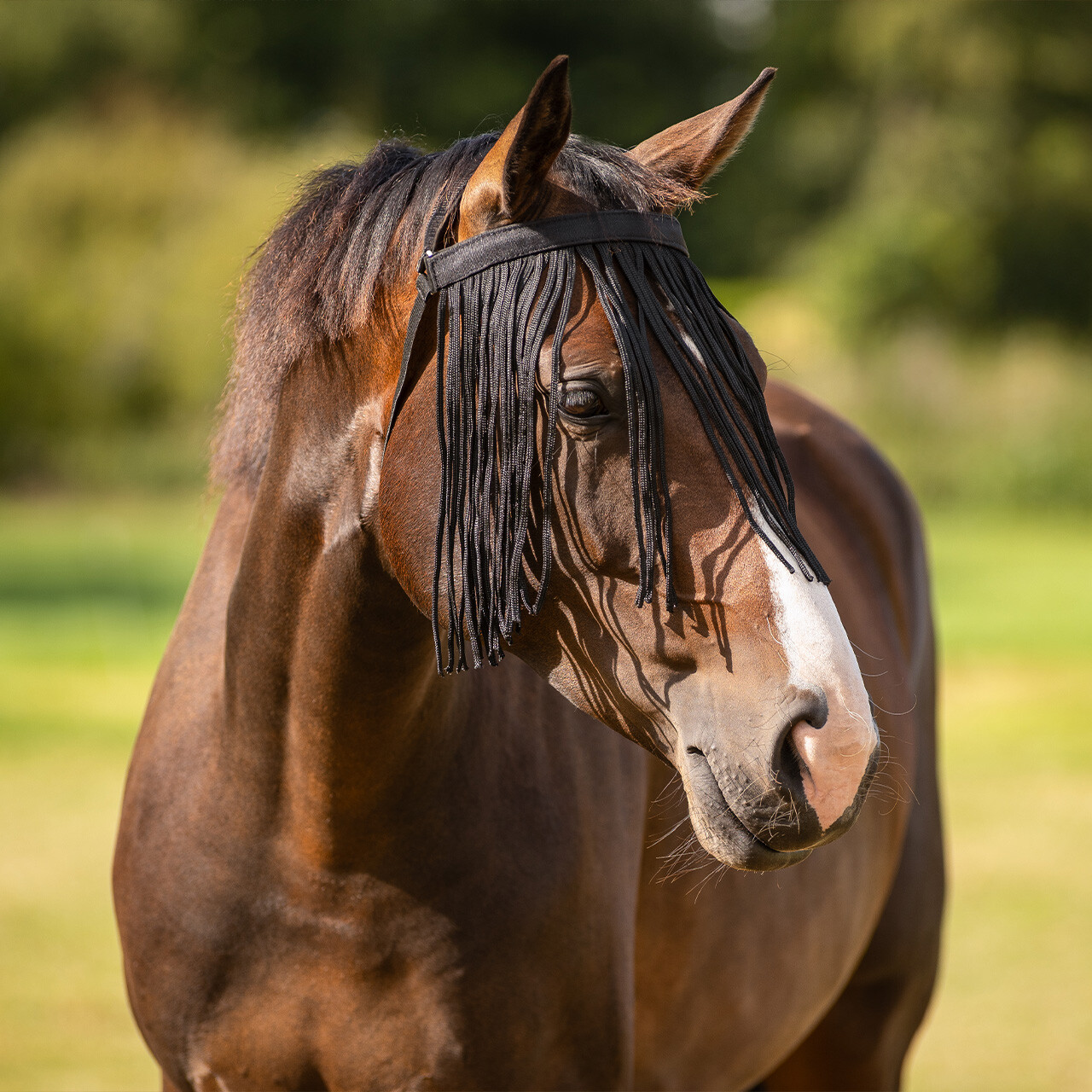 Anti-fly fringe extra