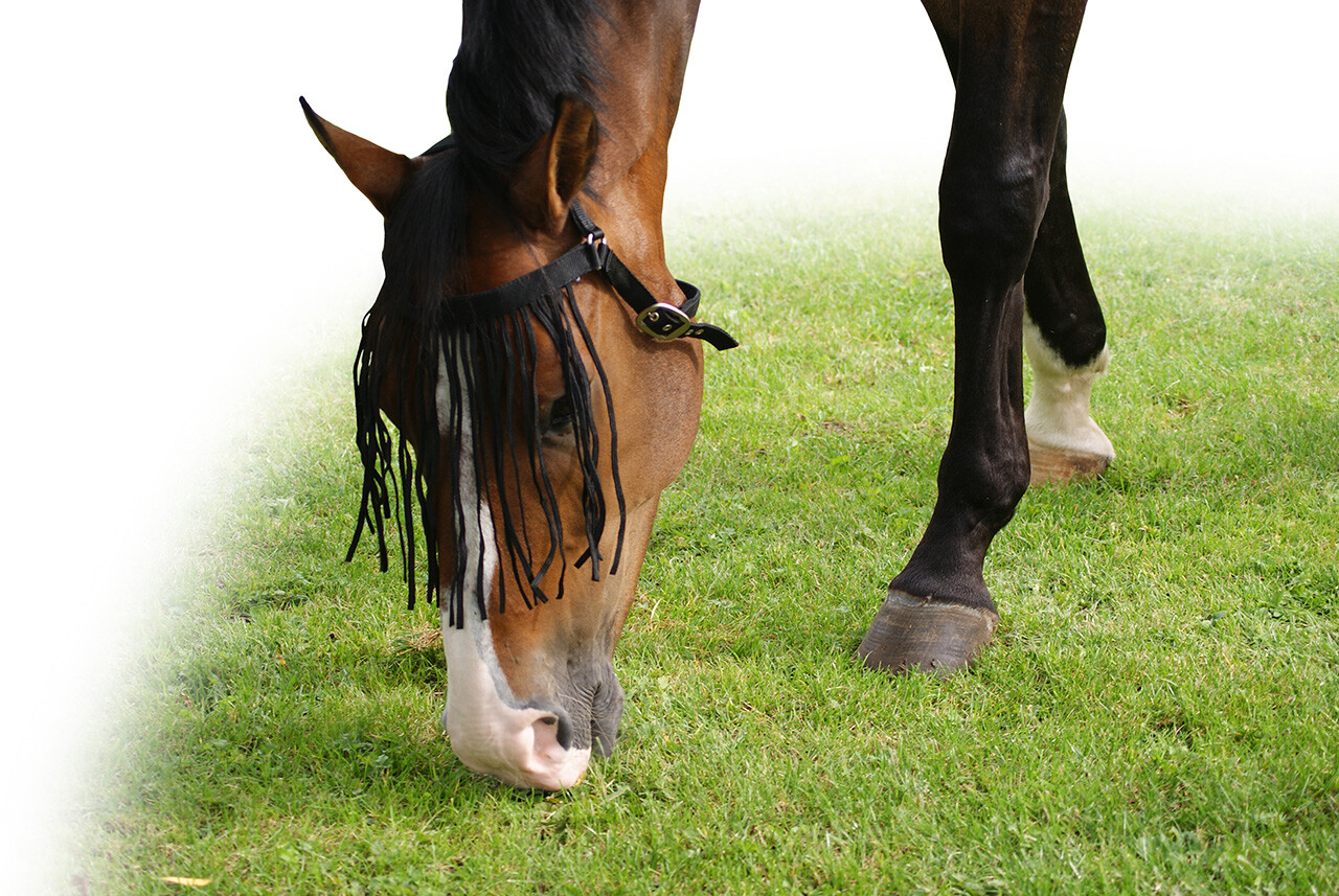 Anti-fly fringe extra