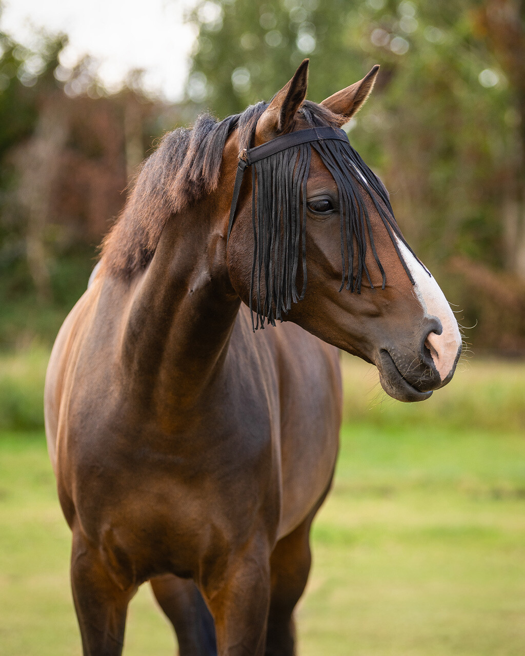 Anti-fly fringe extra