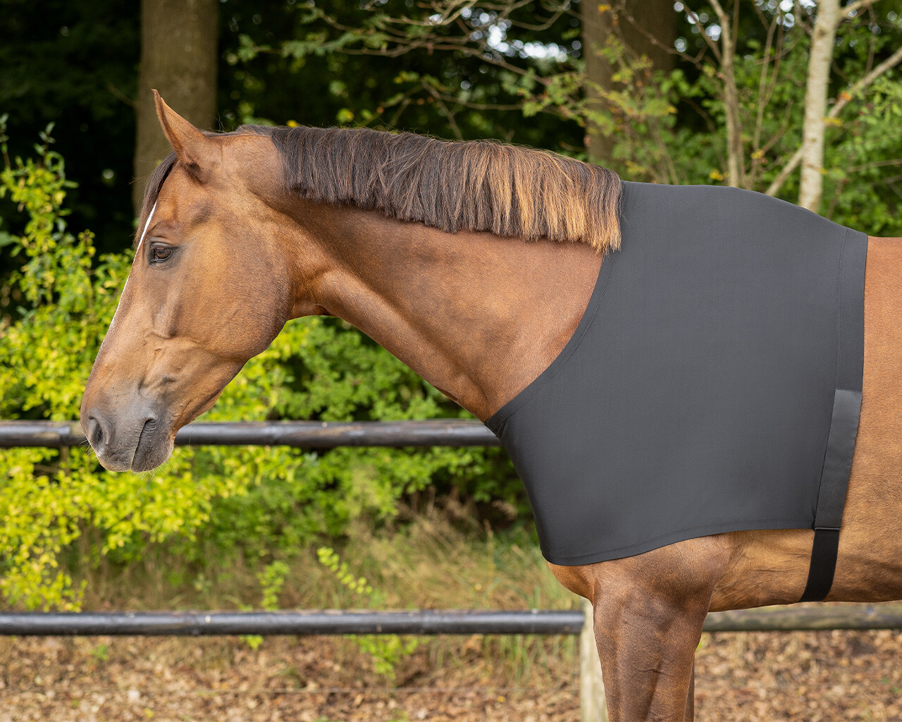 Chest protector elastic