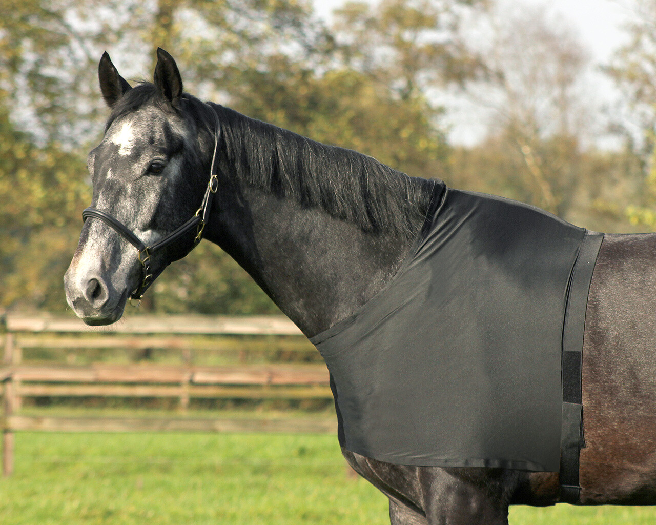 Chest protector elastic