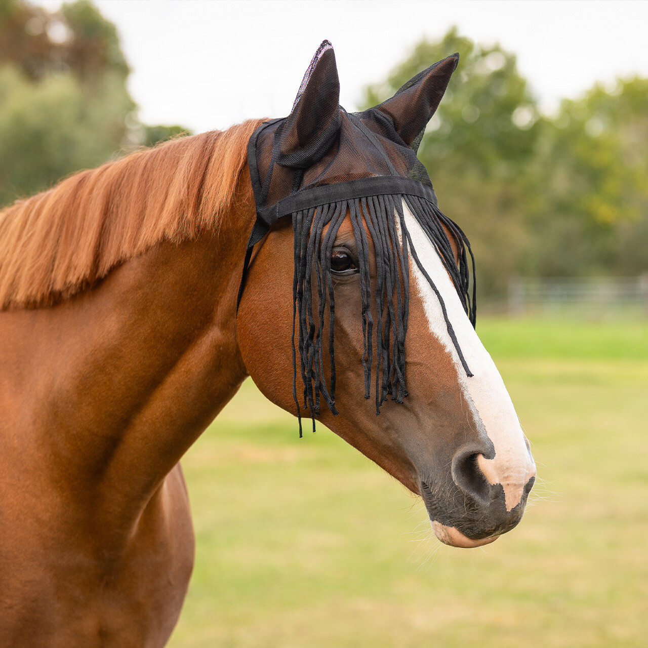 Fly fringe with ears