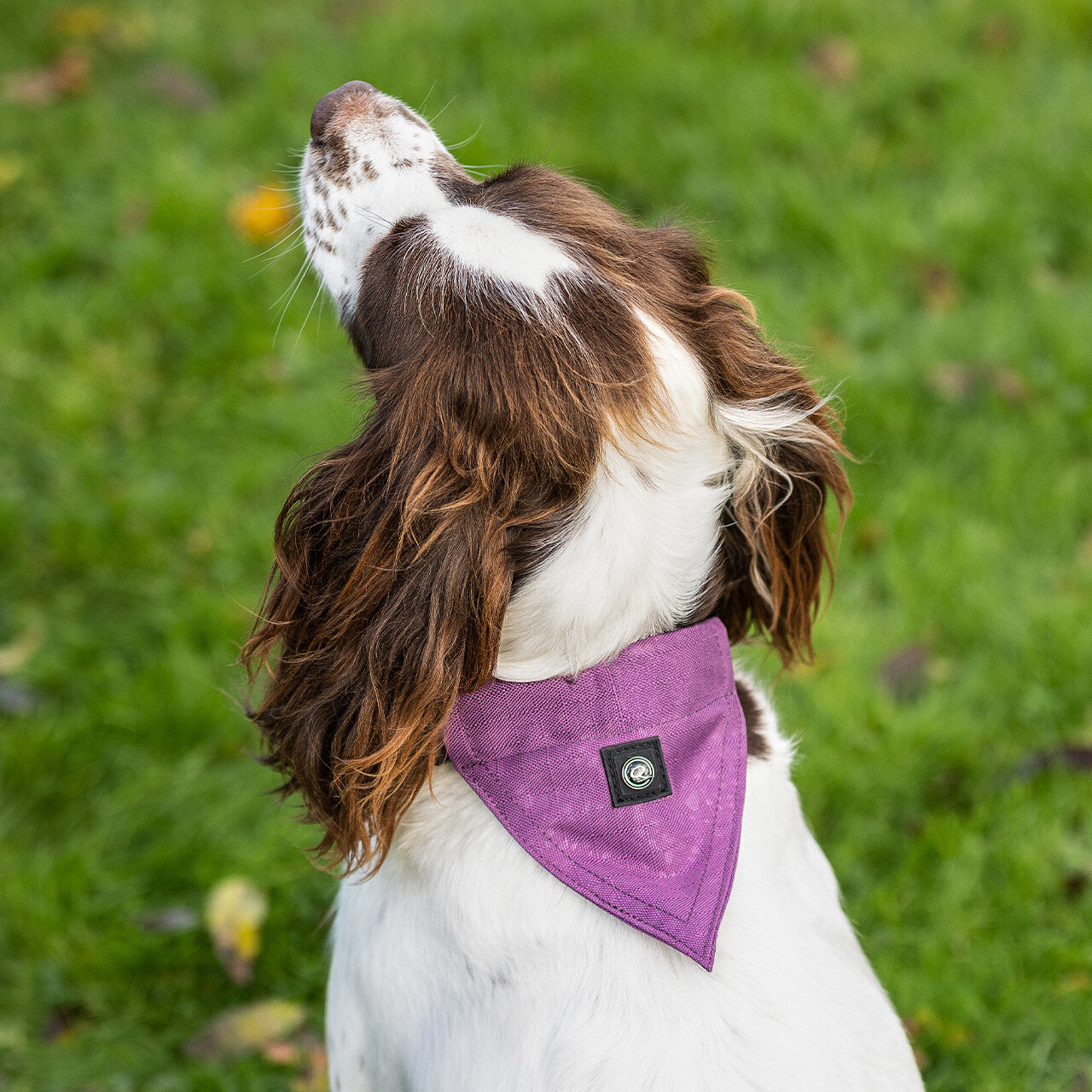 Dog collar with bandana collection