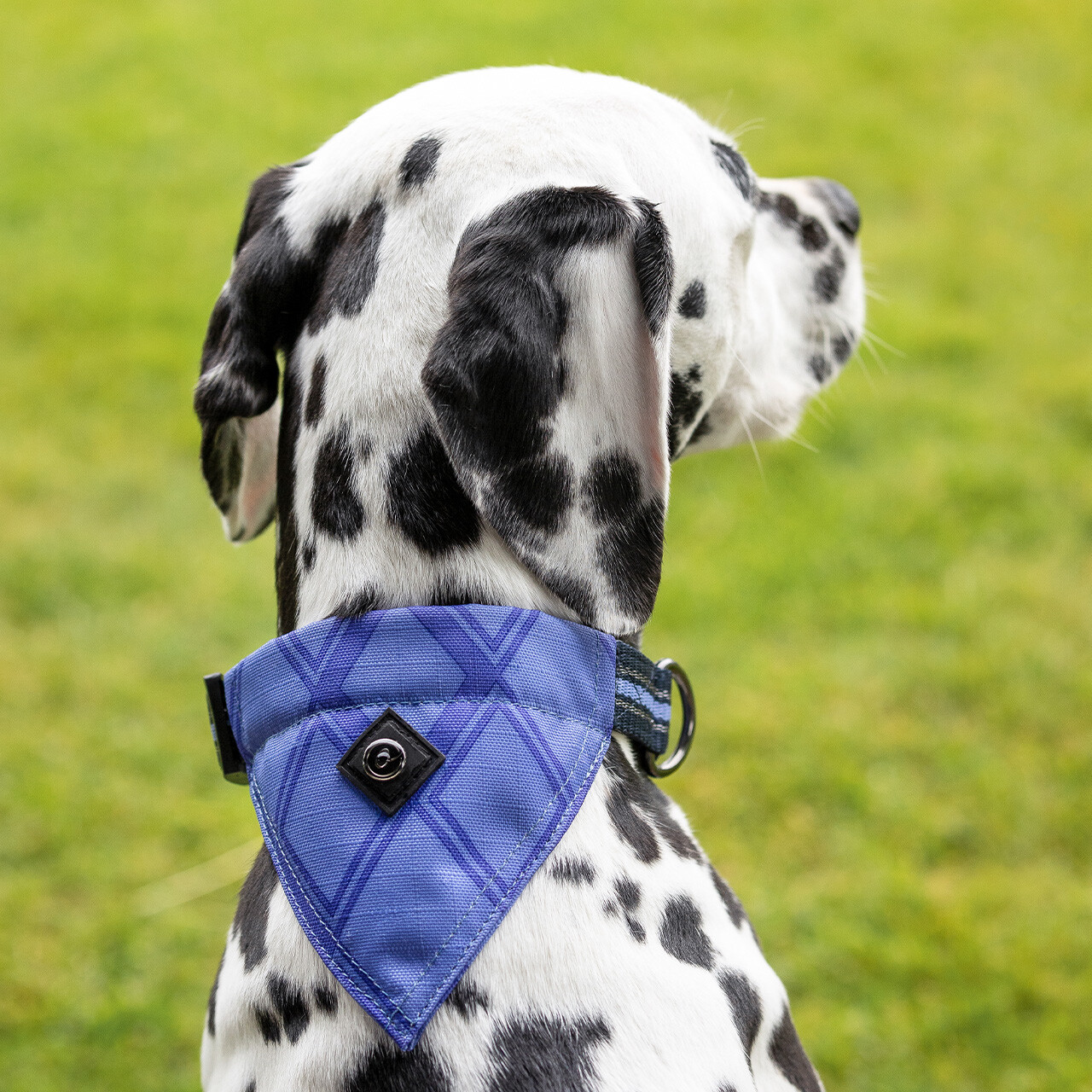 Dog collar with bandana collection