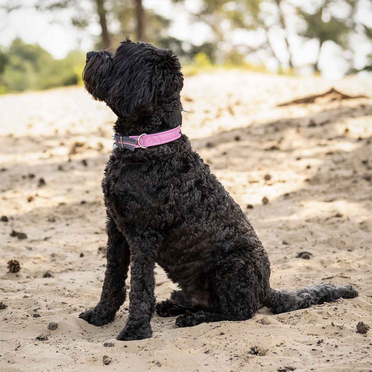 Dog collar collection