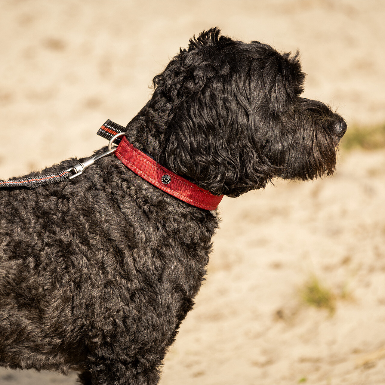 Dog collar collection