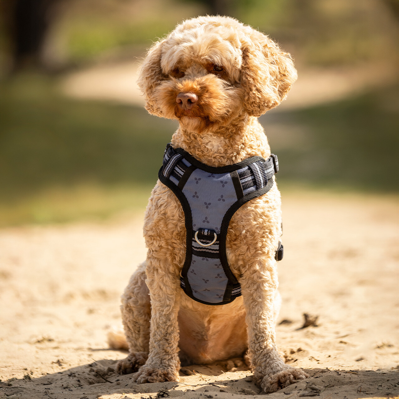 Dog harness collection