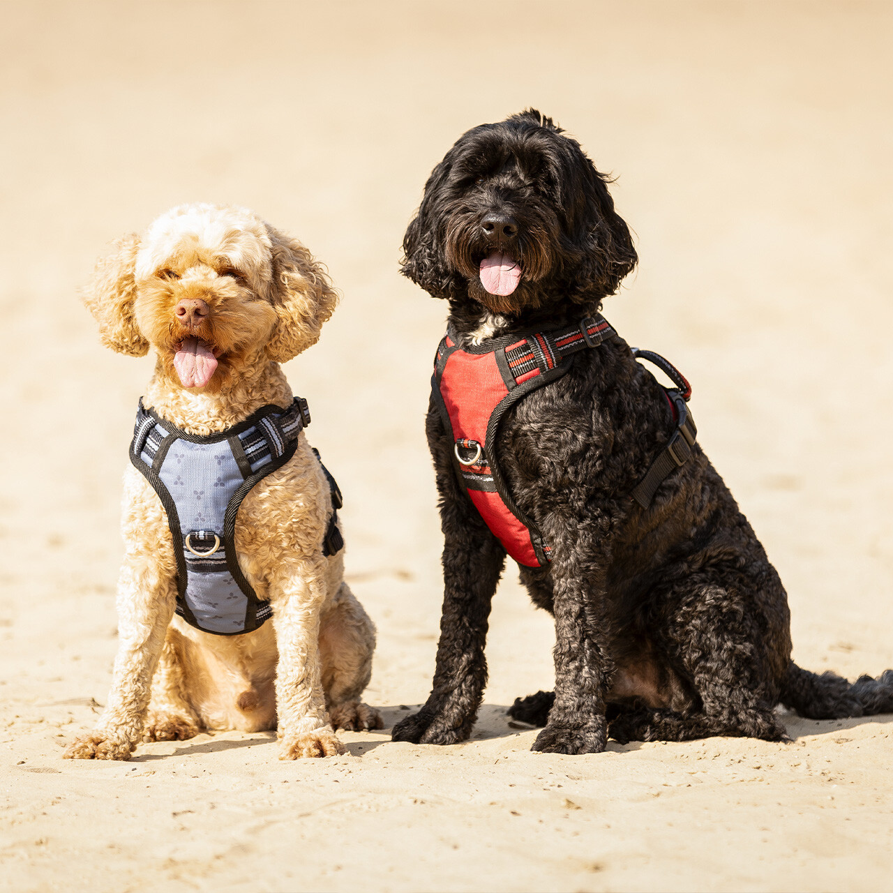 Dog harness collection