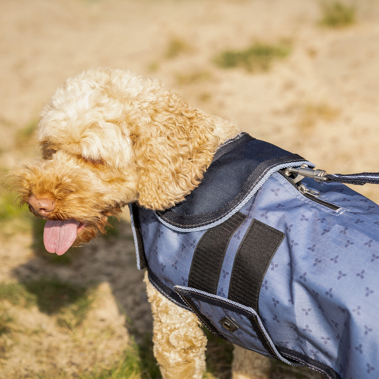 Dog leash collection